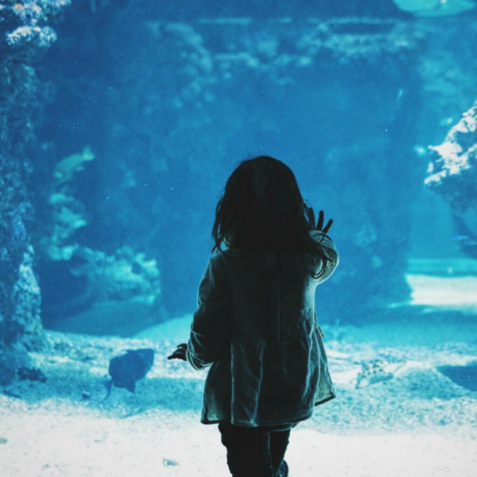 little girl in front of giant aquarium little girl in front of giant aquarium