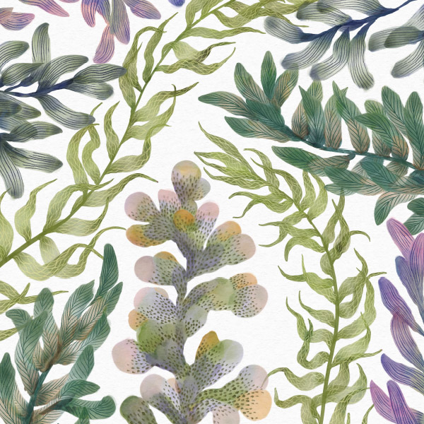 Kelp Garden